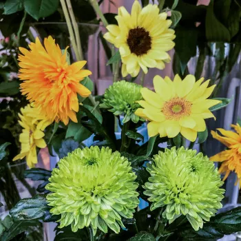 Gerbera Daisy Plant